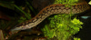 Мастацембел Арматус (Mastacembelus Armatus)  7-8 см