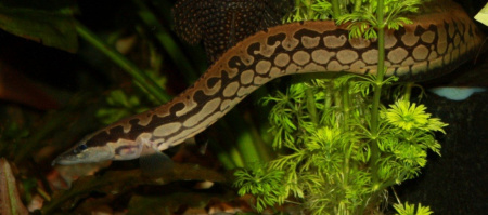 Мастацембел Арматус (Mastacembelus Armatus)  7-8 см