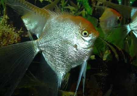 Скалярия Белая бриллиантовая (pterophyllum diamond)