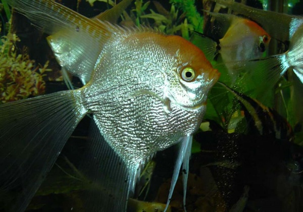 Скалярия Белая бриллиантовая (pterophyllum diamond)