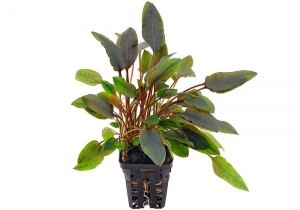 Криптокорина желтая или лютея (Cryptocoryne lutea)