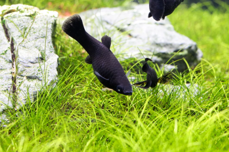 Моллинезия черная  (Poecilia sphenops Black Molly)