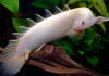 Полиптерус сенегальский альбинос (Polypterus senegalus albino) 5-6 см 