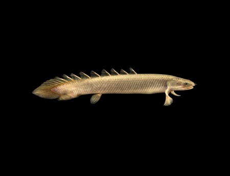 Полиптерус Сенегальский (Polypterus senegalus) 5-6 см 