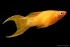 Моллинезия оранжевая лирохвостая (Poecilia sphenops orange Lyretail Molly)