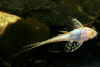 Акантикус Адонис Альбинос (Acanthicus Adonis Albino) сом 5-6  см