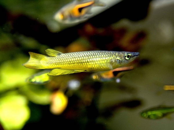 Аплохейлус линеатус (лат. Aplocheilus lineatus) Золотая щучка