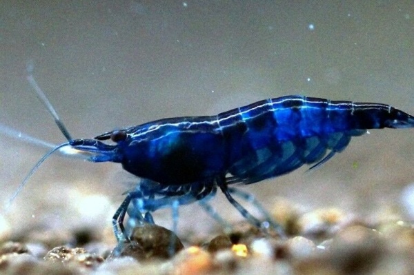  Креветка синяя мечта (Neocaridina "Blue Dream")
