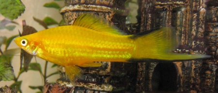 Меченосец Лимонный (Xiphophorus helleri lemon)
