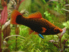 Меченосец Геллера черный Красноплавничный (Xiphophorus helleri Black)