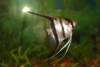 Скалярия зебра классическая (Pterophyllum Zebra)