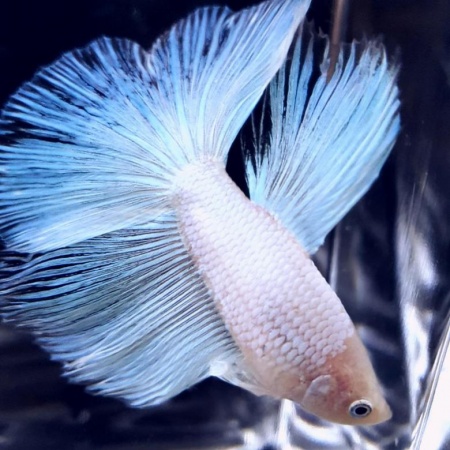 Петушок Супер Дельта белый самец (betta-MALE super-delta-white-)