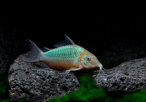 Коридорас Изумрудный Брохис (Corydoras splendens) сом 2-2,5 см 