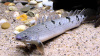 Полиптерус Дельгези (Polypterus delhezi) 5-7 см