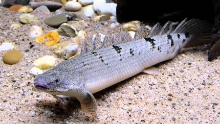 Полиптерус Дельгези (Polypterus delhezi) 5-7 см