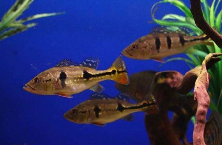 ЦИХЛА ОЦЕЛЛЯРИС (Cichla ocellaris) 4-4,5 см