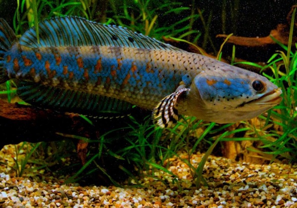 Змееголов Пульхера (Channa pulchra)