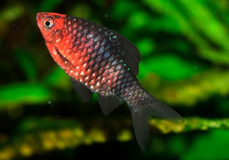 Барбус черный (Barbus nigrofasciatus)
