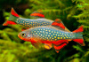 Микрорасбора галактика (Danio margaritatus) 1,1-1,23 см 