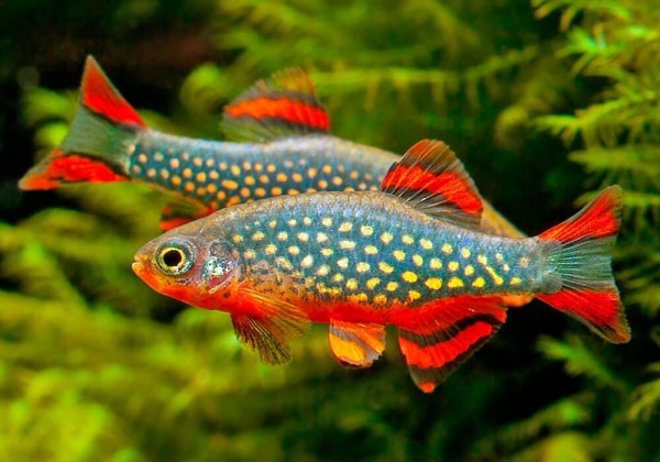 Микрорасбора галактика (Danio margaritatus) 1,1-1,23 см 