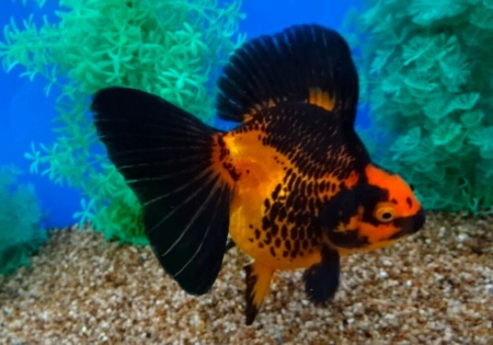 Риукин красно-черный (Goldfish Ryukin red-black )