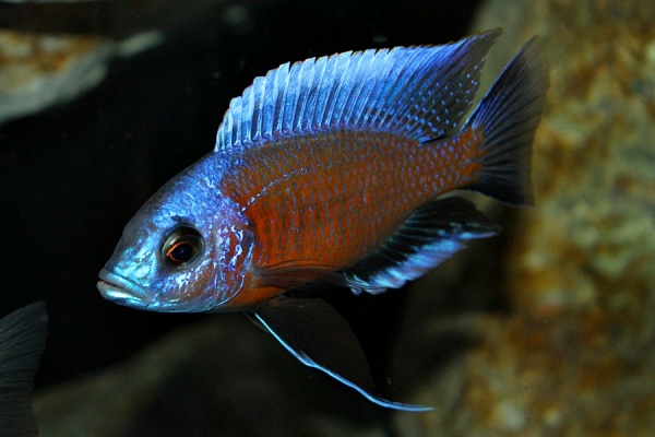 Цихлида Копадихромис Каданго (Copadichromis borleyi «Kadango»)