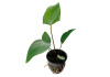 Анубиас Хастифолия (Anubias hastifolia)
