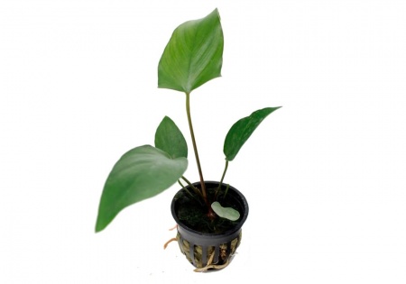 Анубиас Хастифолия (Anubias hastifolia)