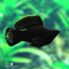 Моллинезия черная баллон (Poecilia sphenops black Molly balloon)