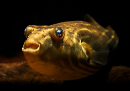 Тетрадон Фахака (Tetraodon fahaka) (2,5 см)