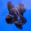 Оранда черная (Goldfish Oranda black) 10-12 см