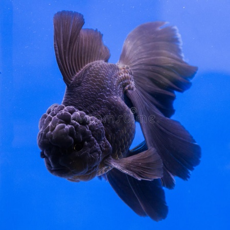 Оранда черная (Goldfish Oranda black) 10-12 см