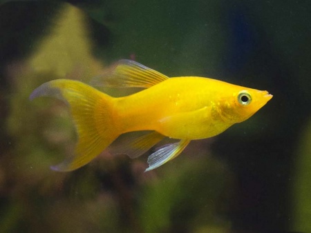 Моллинезия желтая лирохвостая (Poecilia sphenops Gold Molly)