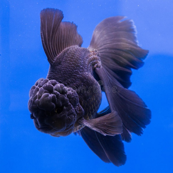 Оранда черная (Goldfish Oranda black) 10-12 см