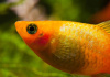 Пецилия золотая (Xiphophorus maculatus golden Platy)