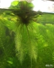 Пистия (Pistia stratiotes) 3см