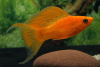 Моллинезия оранжевая лирохвостая (Poecilia sphenops orange Lyretail Molly)