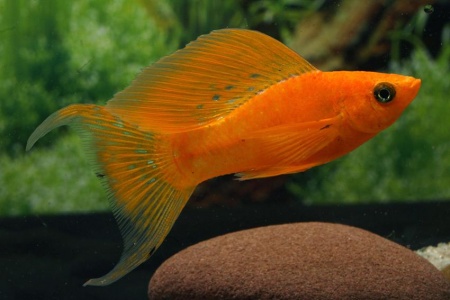 Моллинезия оранжевая лирохвостая (Poecilia sphenops orange Lyretail Molly)