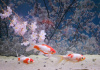 Золотая рыбка Комета сакура (Goldfish Comet Sacura)