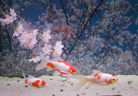 Золотая рыбка Комета сакура (Goldfish Comet Sacura)