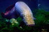 Арапаима гигантская (лат. Arapaima gigas) 10-15 см (малек)