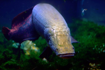 Арапаима гигантская (лат. Arapaima gigas) 10-15 см (малек)