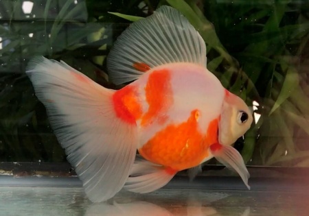 Риукин сакура короткохвостый (Goldfish Ryu1