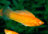 Моллинезия оранжевая альбино парусный (Poecilia velifera Gold Molly sailfin)