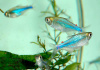 Боелка фредкоха или тетра голубая (Boehlkea fredcochui. Blue Tetra)
