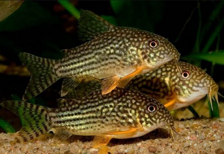 Коридорас Штерба (Corydoras sterbai) сом 2,5-3 см 