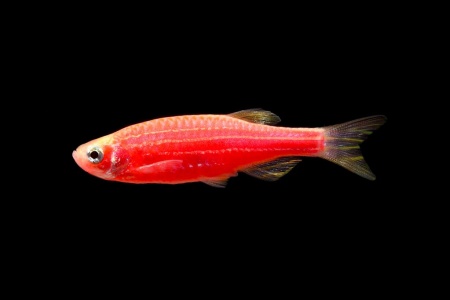 Данио рерио Глофиш красный (Danio rerio glofish)
