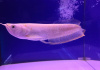 Арована Южноамериканская альбинос (Osteoglossum bicirrhosum albino) 10-12см