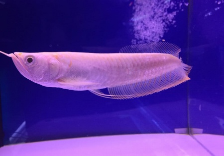 Арована Южноамериканская альбинос (Osteoglossum bicirrhosum albino) 10-12см