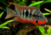 Цихлазома Меека (Thorichthys meeki)